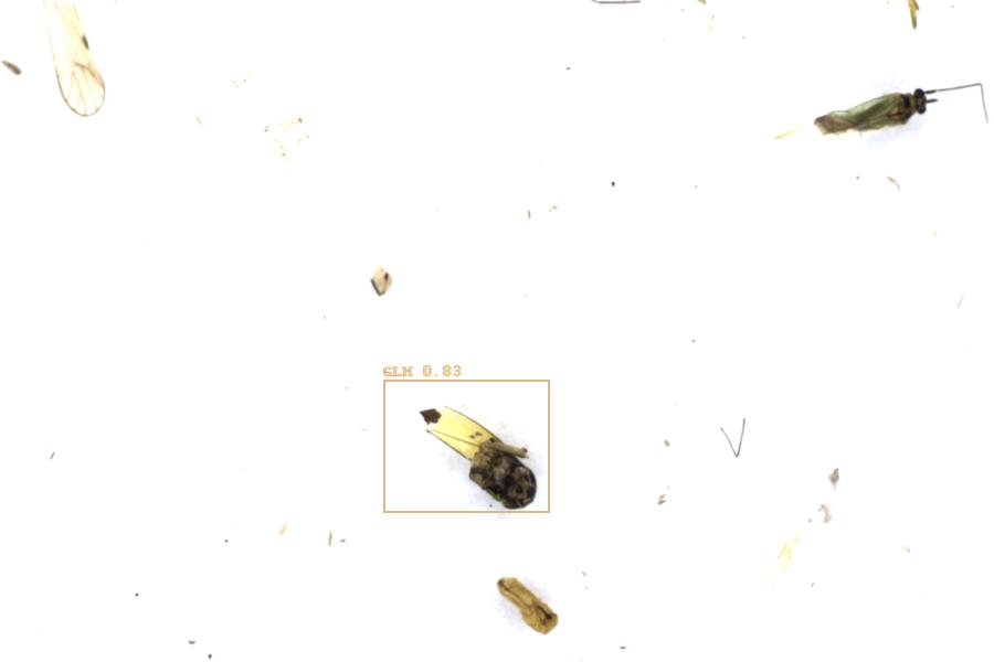 Image 7